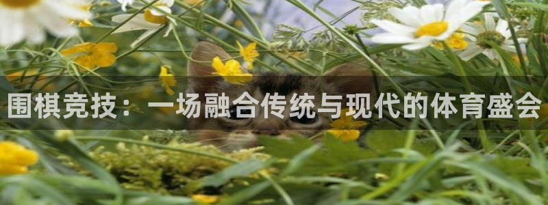 米兰体育官方正版app开户：围棋竞技：一场融合传统与